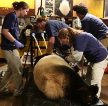 Veterinarians Dr. Kendra Baur and Dr. Jessica Siegal-Willott attend to giant panda Mei Xiang sedated for artificial insemination