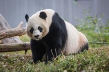 Giant panda Mei Xiang stands in the grass next to a log in her habitat at the Smithsonian's National Zoo