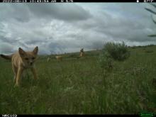 Camera trap photo of a swift fox pup walking through a grassy field.