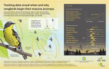 Infographic illustrating songbird migration tracking data. 