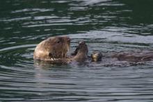 Sea otter floats on its back in the water 