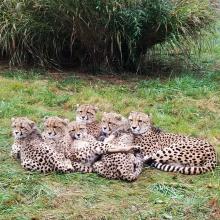 Cheetah Miti and her cubs at the Smithsonian Conservation Biology Institute in 2018.