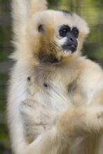 White-cheeked gibbon Muneca