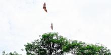 Bats flying over a tree in Myanmar