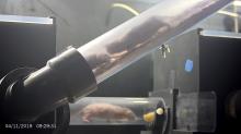 A photo from the second naked mole-rat cam at the Smithsonian's National Zoo. The cam gives a behind-the-scenes look at the naked mole-rats moving through the tunnels that link the chambers of their exhibit together.