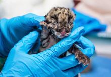 a clouded leopard cub rests in the gloved hands of a veterinarian