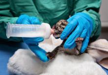a clouded leopard cub being bottle-fed by a veterinarian