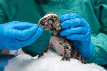 a clouded leopard cub has its head measured by a veterinarian