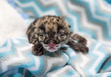 a clouded leopard cub with eyes still closed on a blanket