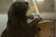 A male sloth bear with his front legs resting on an enrichment toy