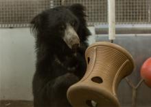 A male sloth bear playing with an enrichment toy 