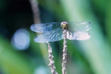 Photo of a dragonfly perched on a branch.