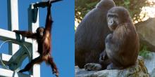 Bornean orangutan Redd (left) and western lowland gorilla Moke (right).