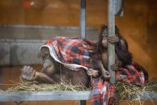 Orangutans Batang and infant Redd sitting together on a small pile of hay with a blanket