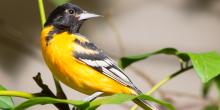 An oriole perched on a branch
