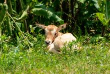 Oryx calf born via artificial insemination July 2018. 