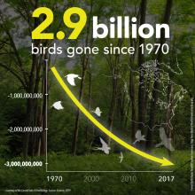 a line graph showing how birds have decreased by over 2.9 million since 1970