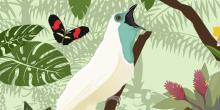 a graphic depiction of a bare-throated bellbird, white with a blue neck, singing.  A butterfly, leaves and flowers surround it.