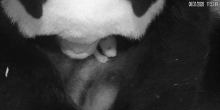 A close-up of giant panda Mei Xiang with her 10-day-old cub nestled under her chin from the live Panda Cam feed