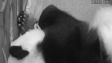 Giant panda Mei Xiang holds her 10-day-old cub in her forearms. The cub's tiny paws are peeking out.