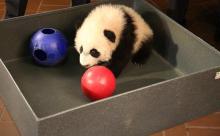 Bei Bei in a box playing with balls