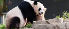 Giant panda in yard