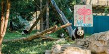Mei Xiang with Zhuazhou poster for luck and friendship