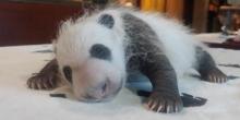 panda cub asleep on table