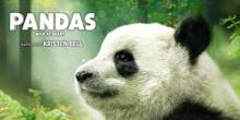 Pandas Documentary Summer 2019