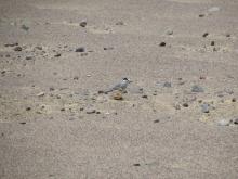 A shorebird, called a Peruvian tern, with white feathers and a black "mask" of feathers. The bird stands camouflaged among the desert landscape of Peru's Paracas National Reserve.