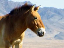Przewalski's Horse in Mongolia