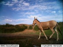 Camera Trap of a Przewalski's Horse