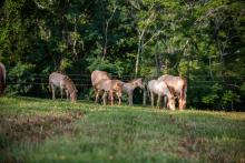 Four Przewalski's horse foals at the Smithsonian Conservation Biology Institute. 