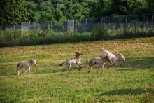 Four Przewalski's Horse foals at the Smithsonian Conservation Biology Institute. 