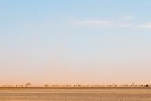 Caravan of camels moving across the edge of the Chalbi Desert in Marsabit County, Kenya. 