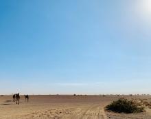 Caravan of camels moving across the edge of the Chalbi Desert in Marsabit County, Kenya. 