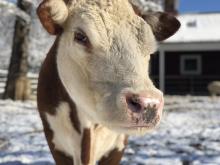 Hereford Rose stands outside the Kids' Farm barn on a snowy January day. Rose's face is turned toward the camera but to the side so her left eye is not showing.