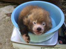 A red panda cub gets weighed in a blue bucket