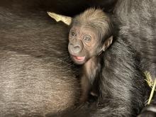 Newborn Western lowland gorilla cradled in the arms of its mother. 