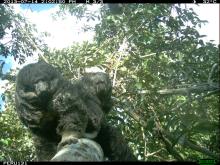 A camera trap photo of two furry animals in a tree
