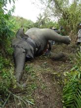 A poached elephant in Myanmar. The elephant had been wearing a satellite-GPS collar as part of a Smithsonian Conservation Biology Institute study tracking elephant movements to mitigate human-elephant conflict. 