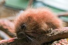 Prehensile-tailed porcupette born Oct. 19.