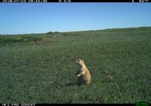 A camera trap photo of a prairie dog standing in short prairie grass on a cloudless day in Montana