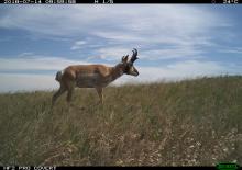 A camera trap photo of a pronghorn antelope walking through Montana grasslands on a clear, bright day.