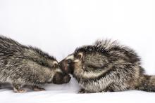 Pair of African crested rats