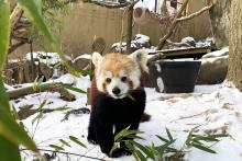 Red panda Asa standing in the snow and eating bamboo. 