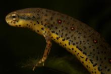 a red-spotted newt