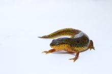 a red-spotted newt