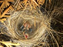 Red siskin chick