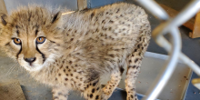 18-month-old female cheetah cub, Kuki, stands on the other side of a fence. She is looking up at the keeper taking the photo and there is an empty metal tray on the ground behind her. 
